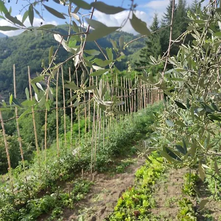 別荘 La Pezzuola 53 *