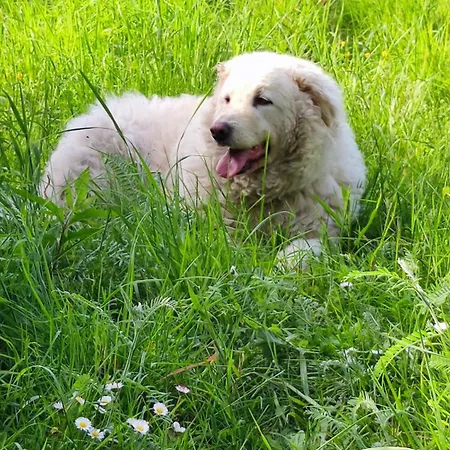 La Pezzuola 53 Sopralacroce