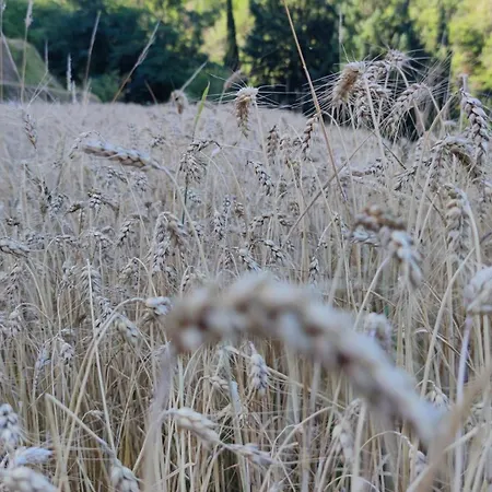 別荘 La Pezzuola 53 *