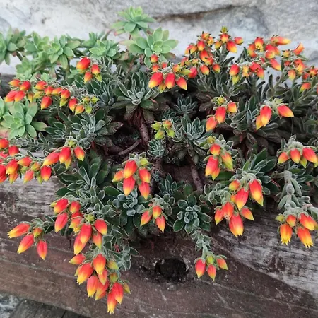 Casa de Férias La Pezzuola 53 *