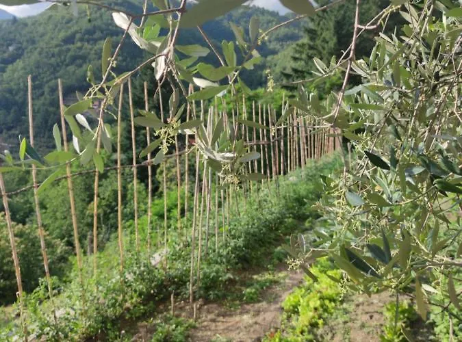 Hébergement de vacances La Pezzuola 53 *