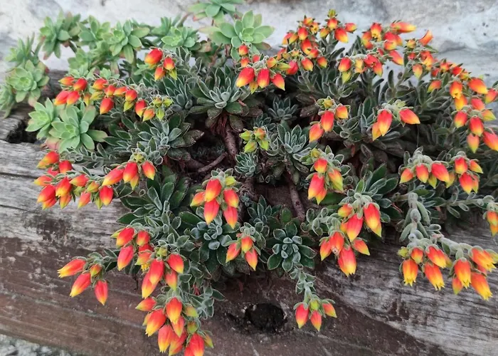 Vakantiehuis La Pezzuola 53 *