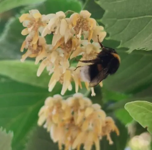 La Pezzuola 53 Sopralacroce