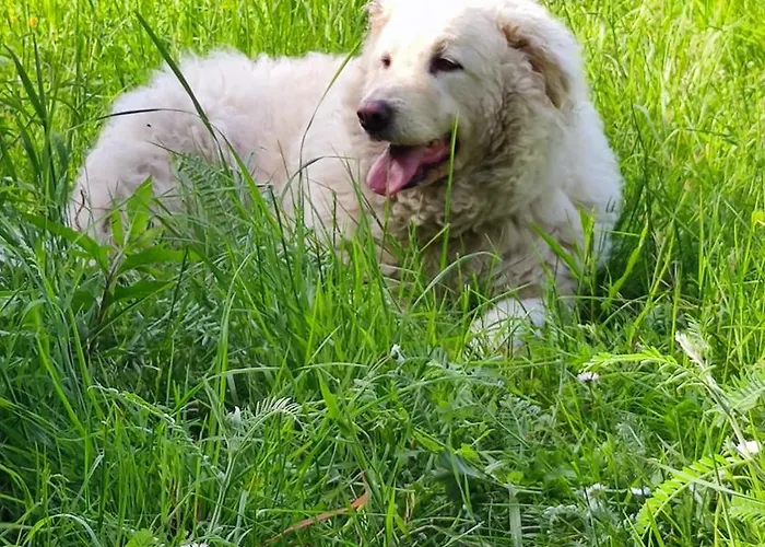 La Pezzuola 53 Sopralacroce