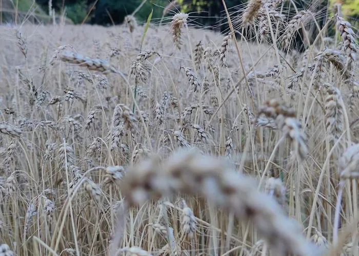 Hébergement de vacances La Pezzuola 53 *